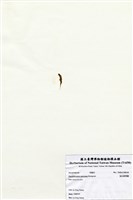 藏品(短尖假羽藻)的圖片